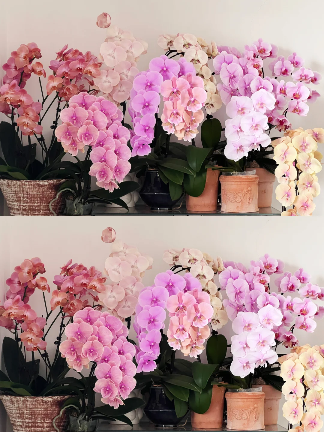 高温天的蝴蝶兰要坚持久一点呀