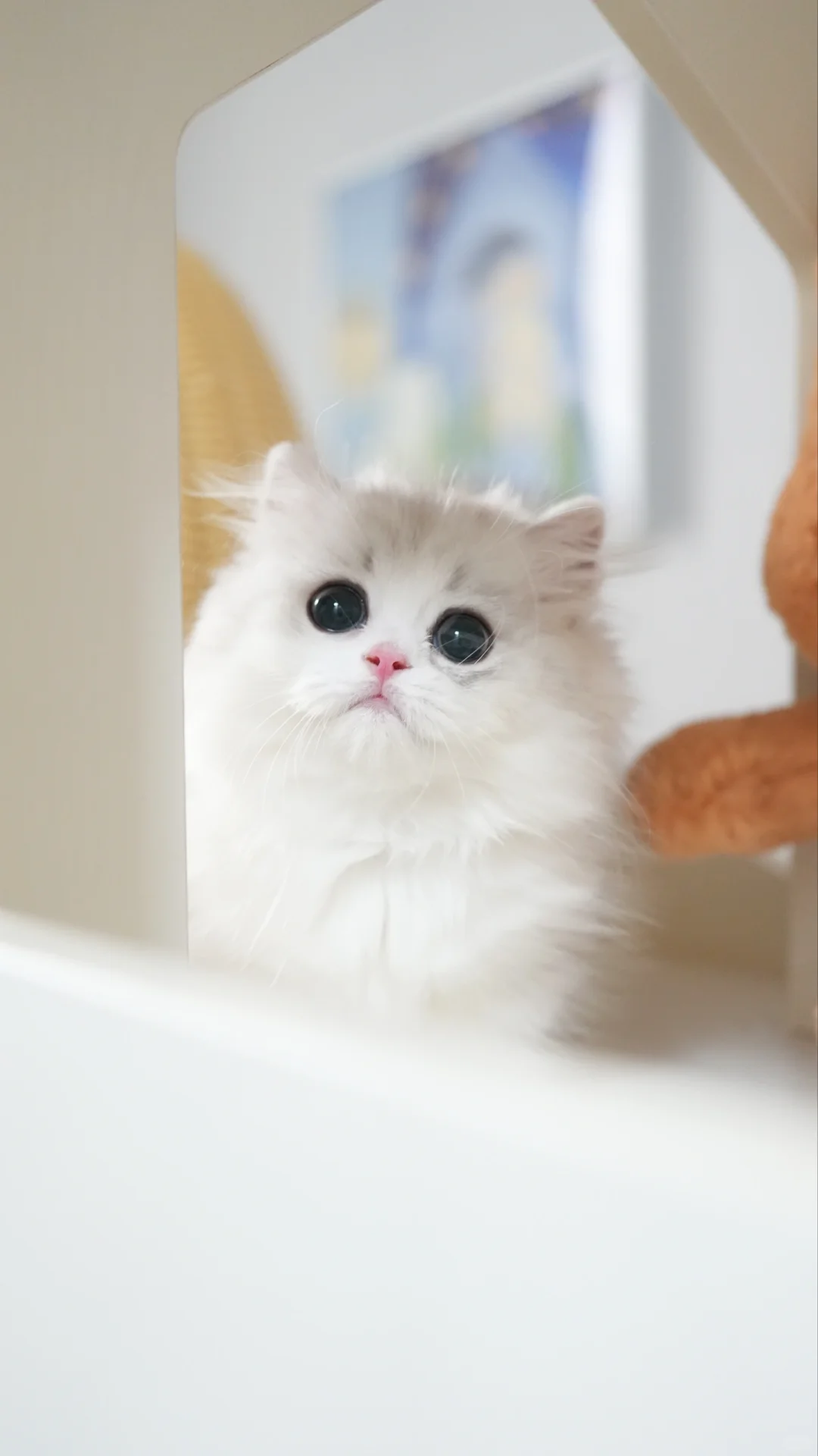 你怎么这么甜！银白米努特矮脚猫
