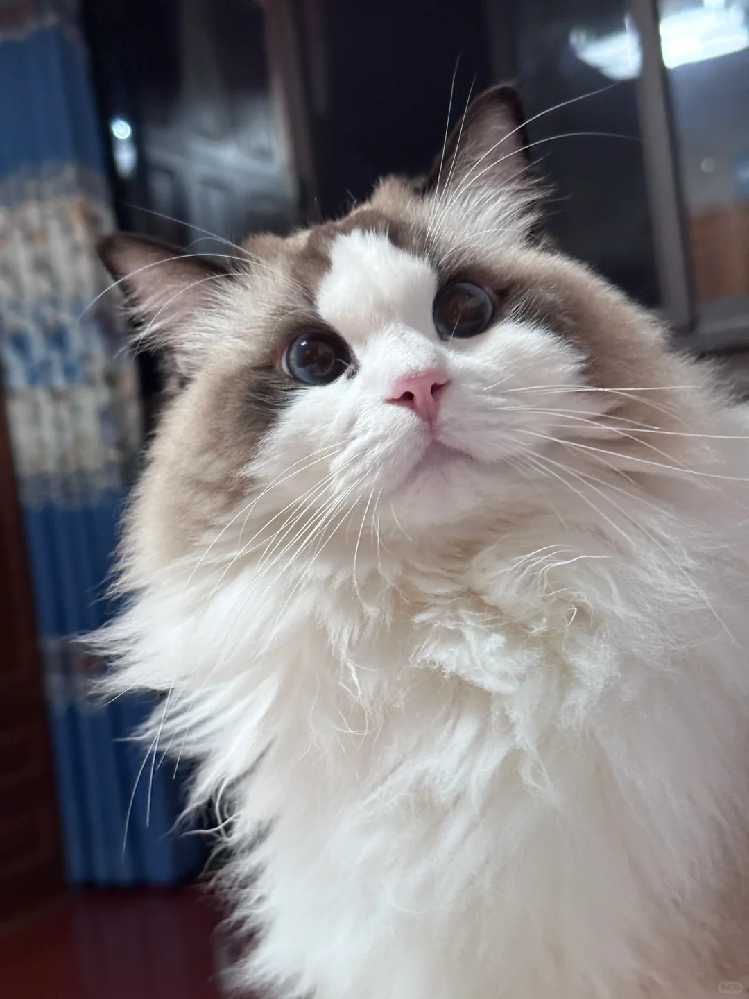 感谢养猫群的姐妹！换粮后终于不软便了