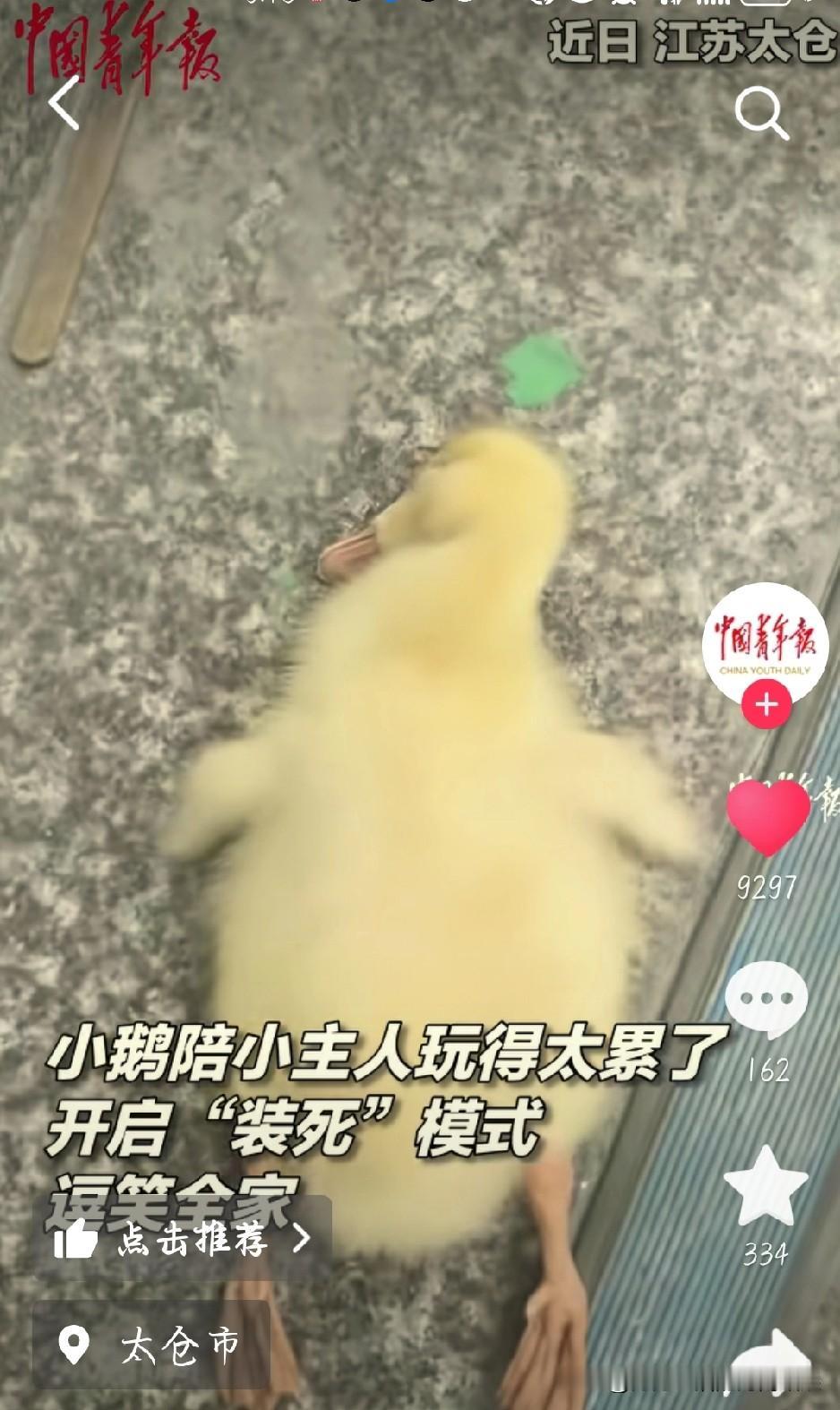被一只小鹅可爱晕了！最近江苏太仓有个超火的视频，小鹅陪着小主人可劲玩，玩到最后实