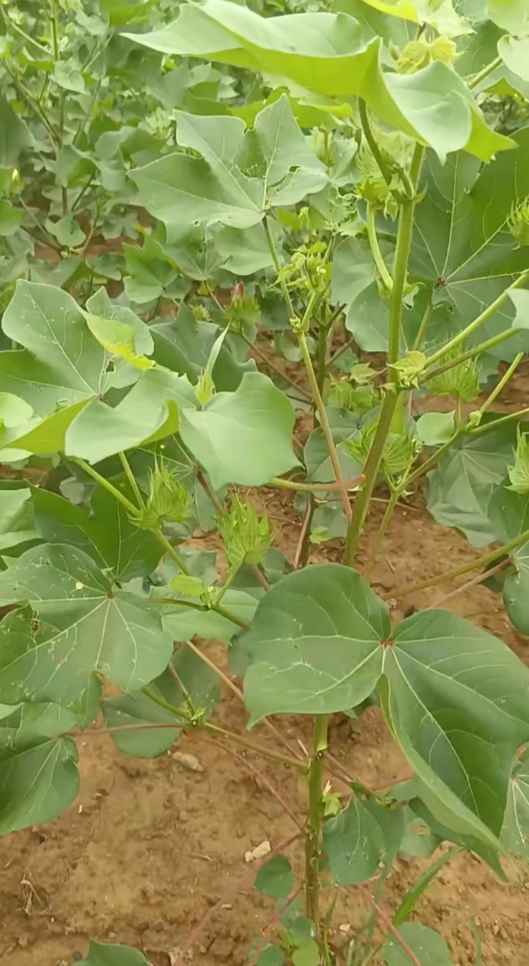 绿意盎然，生机盎然。有认识的吗？大家看看这什么植物？