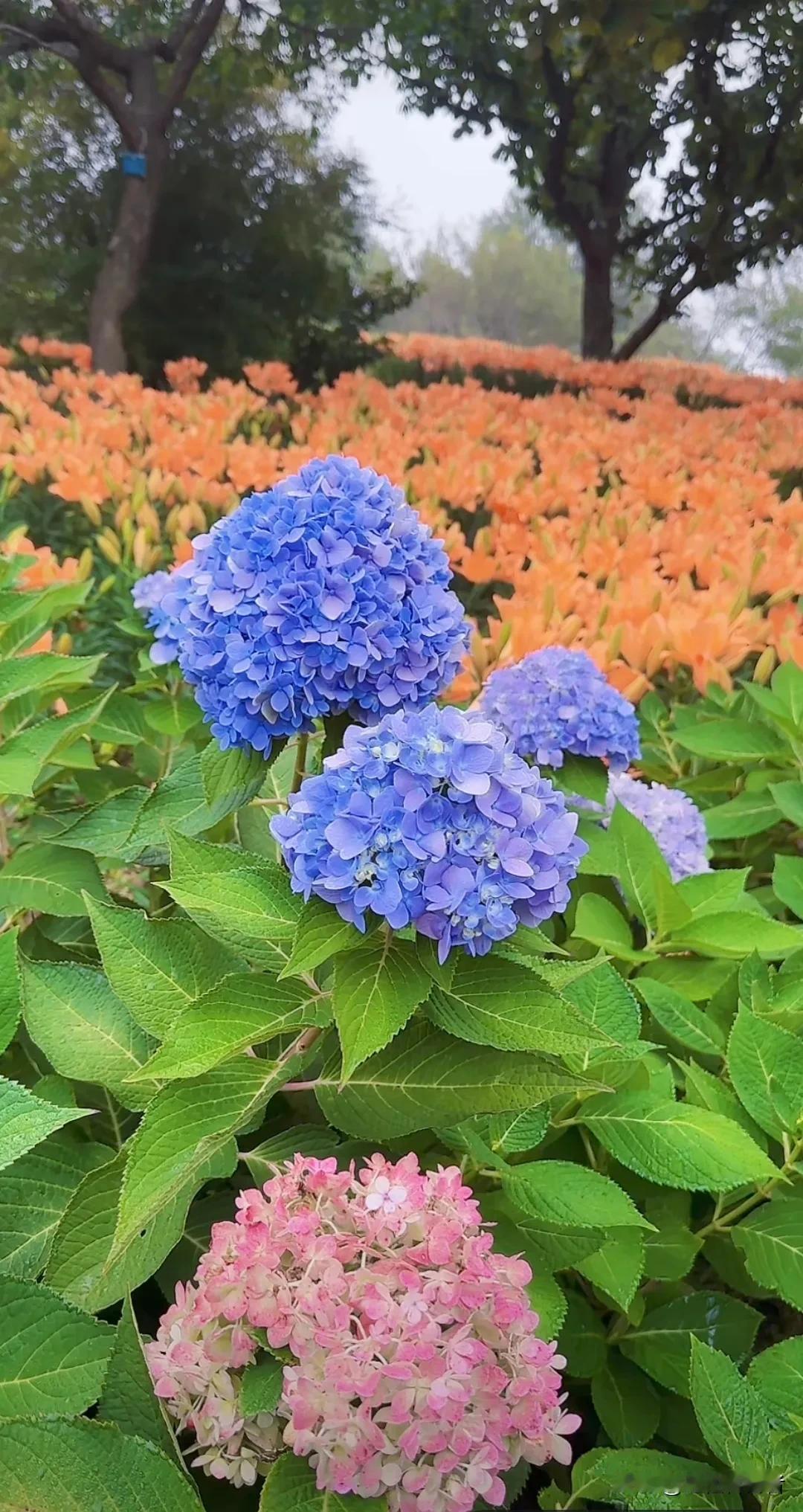 秋天也可以柳暗花明，绣球花绽放，以其华丽的花型和多样的颜色展现美丽和优雅，观赏价