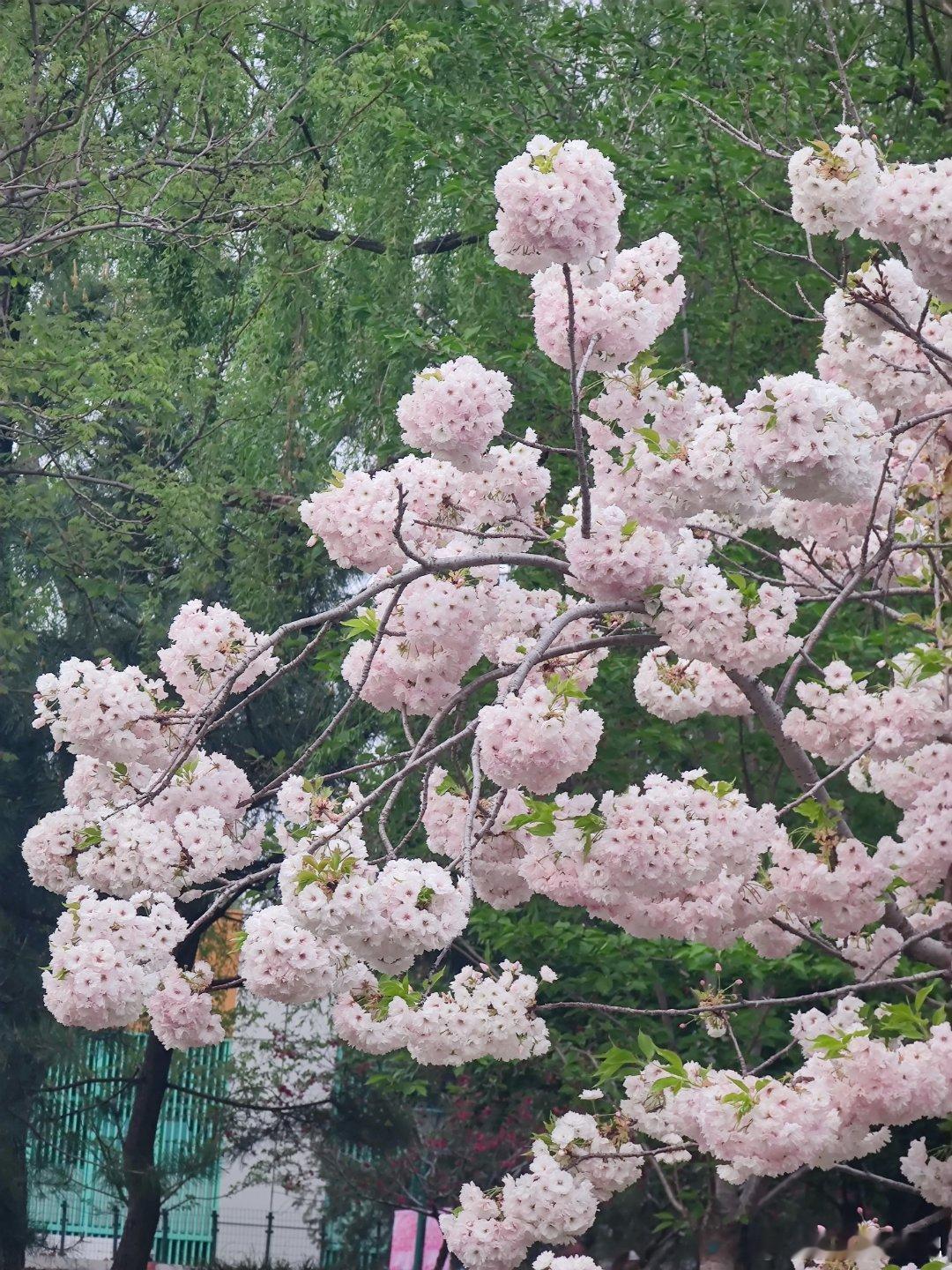 玉渊潭公园晚樱开摄影 