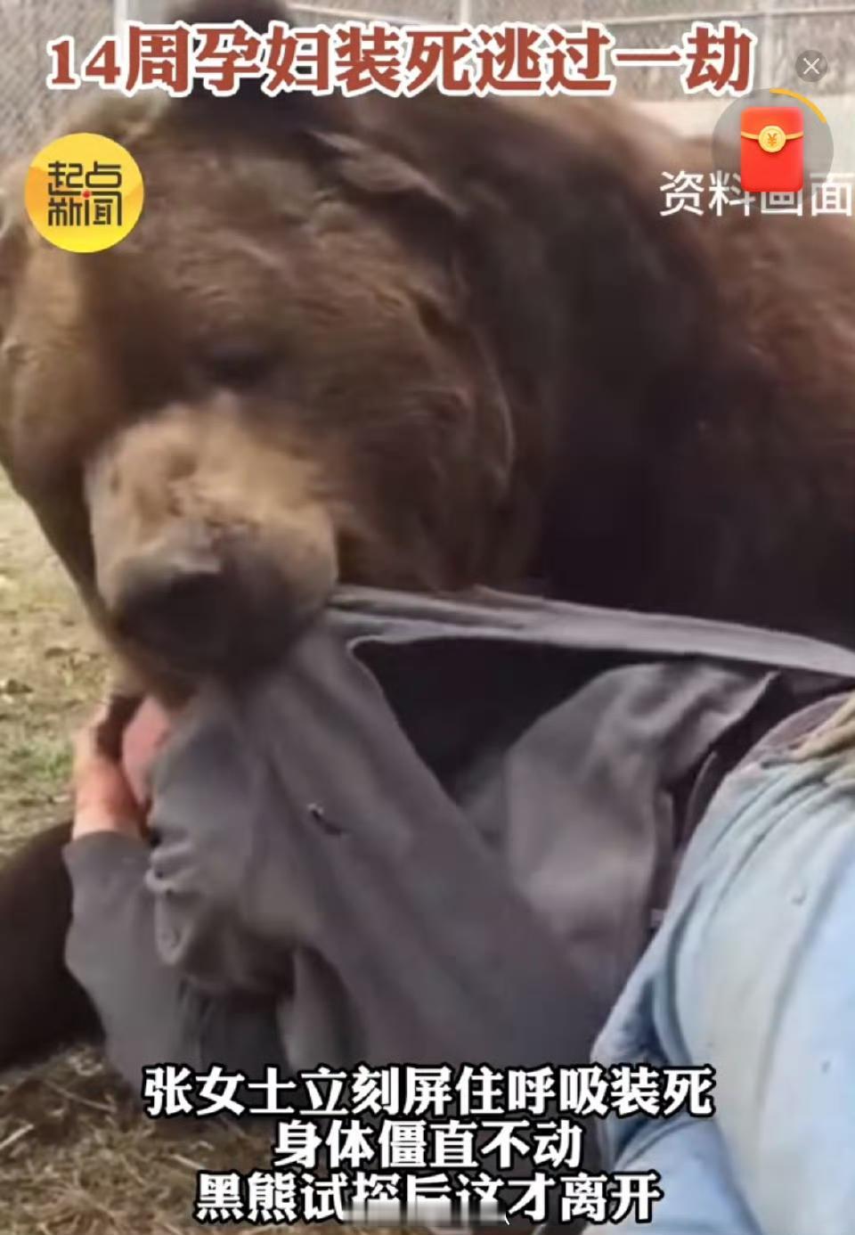 甘肃孕妇被黑熊咬头，装死保命后，医生的诊断让全家倒吸凉气

吓出冷汗！怀孕14周