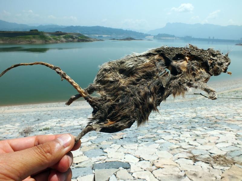 广西百色这事儿太恶心人了！12月25日，有网民发视频，自己在早餐店加汤时竟从锅里