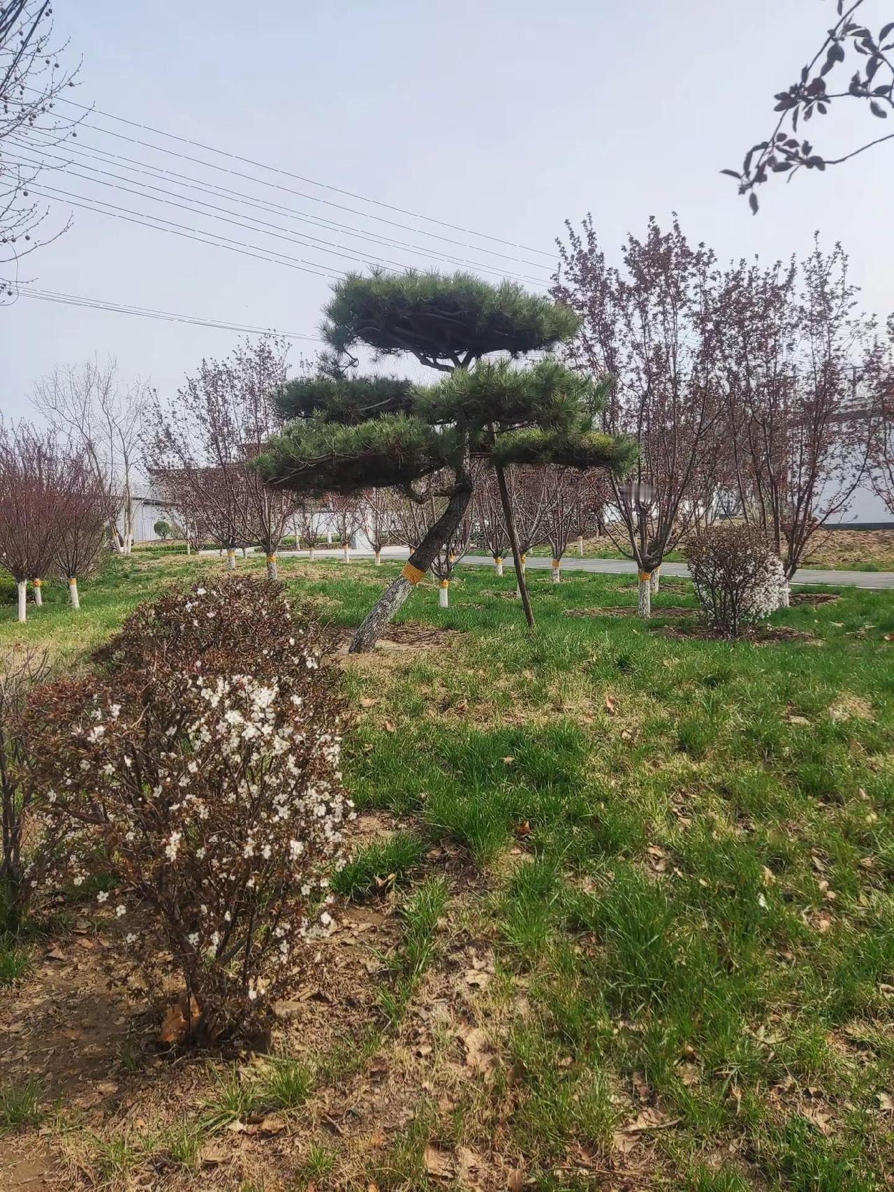 河北人不好骗。