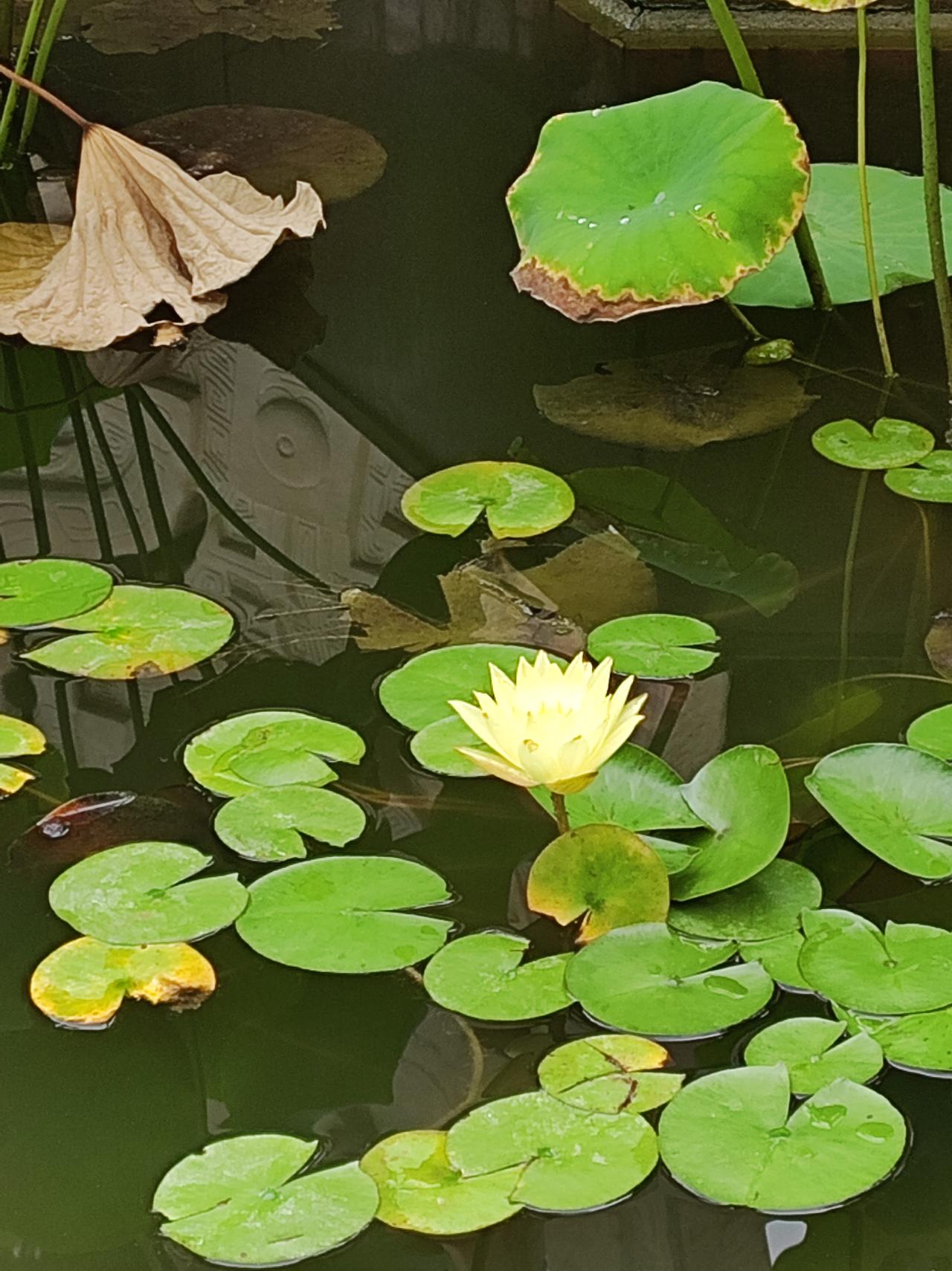 今日小暑，又拍了莲荷。