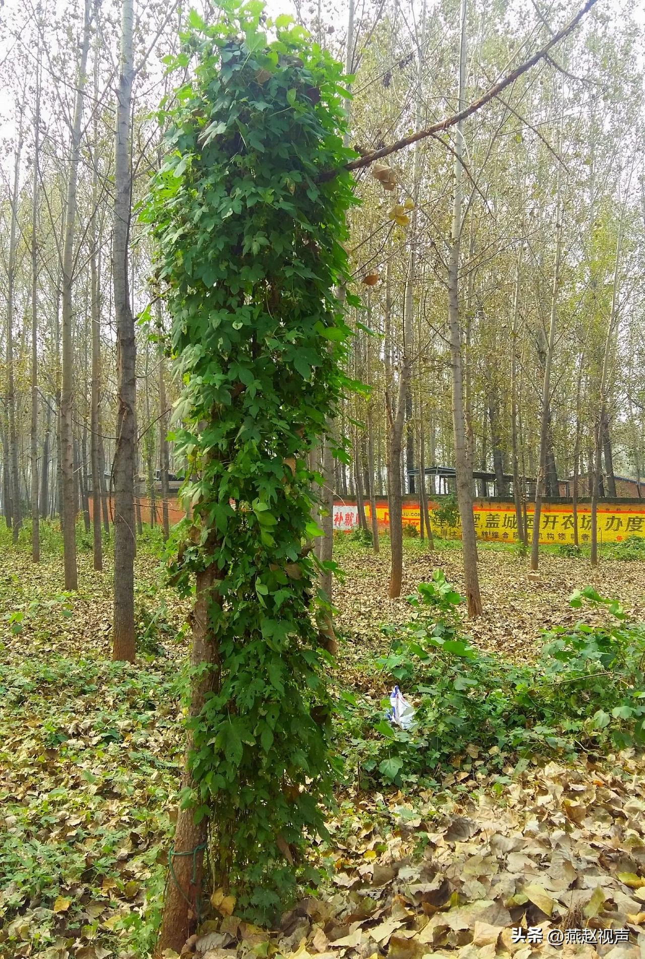 县里建工业区占了我家三亩地，给了十八亩的占地费，为这十八万的分配问题，我两口子始