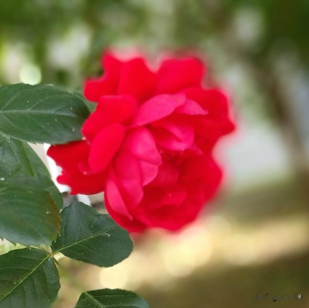 百花争妍斗芳菲，万紫千红悦人心。
摄像摄影成为我生活中的小浪漫。
路过风景，艳丽