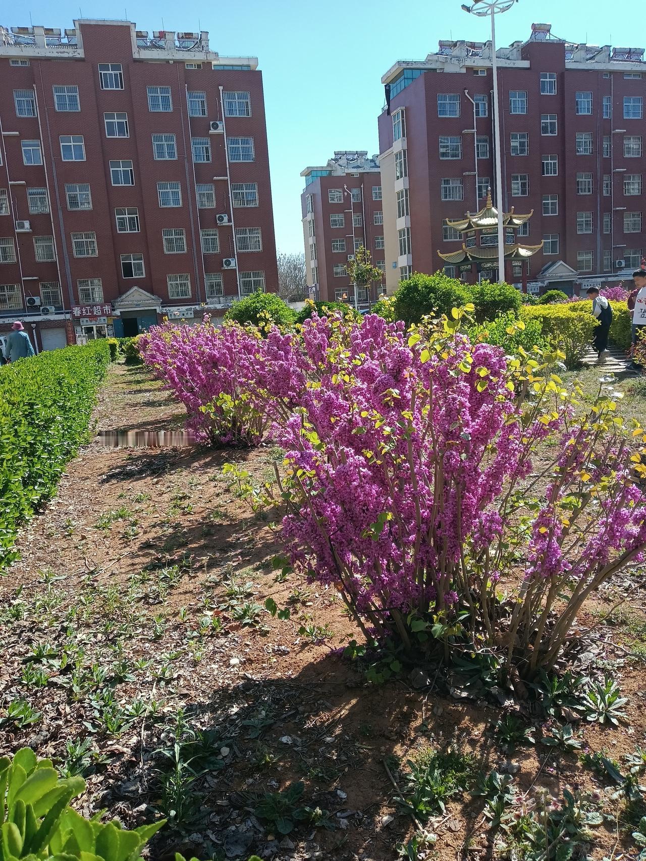 春日生活打卡季我们小区的花鲜艳，美丽又漂亮。