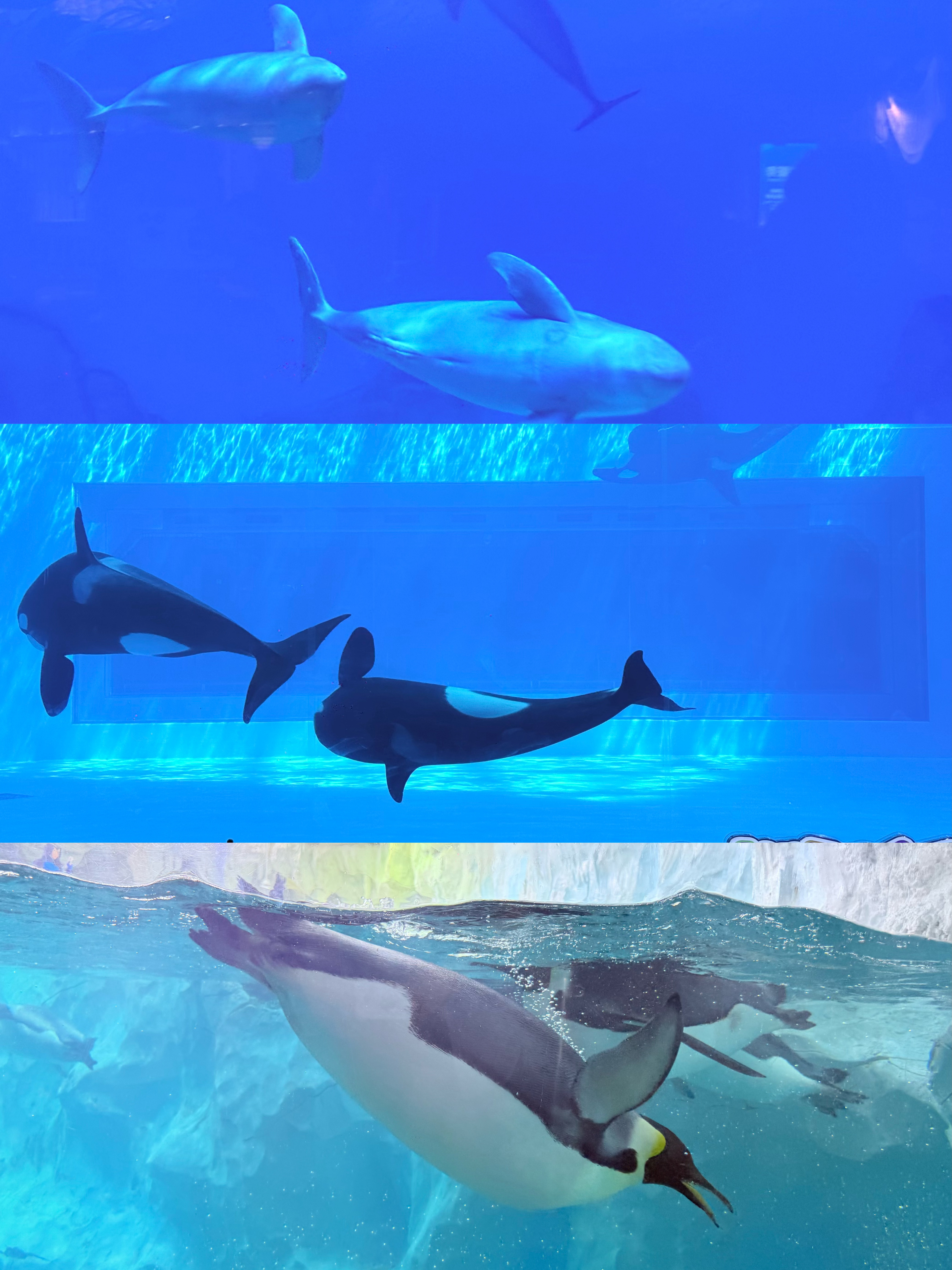看了三天的🐟🐳🐋🦈🦭🐠明天换瓜看看👀 