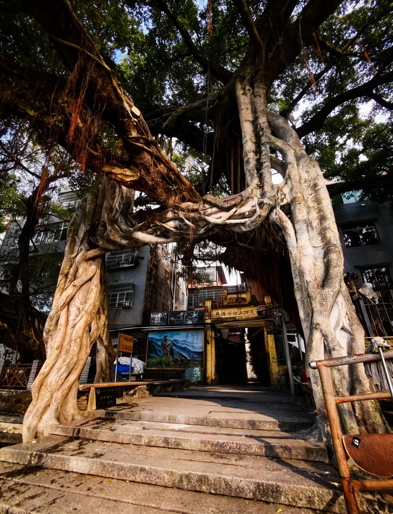 小洲村绿野仙踪！古树拱门出片封神🌿
📍广州 小洲村-古树拱门
救命！海珠区藏