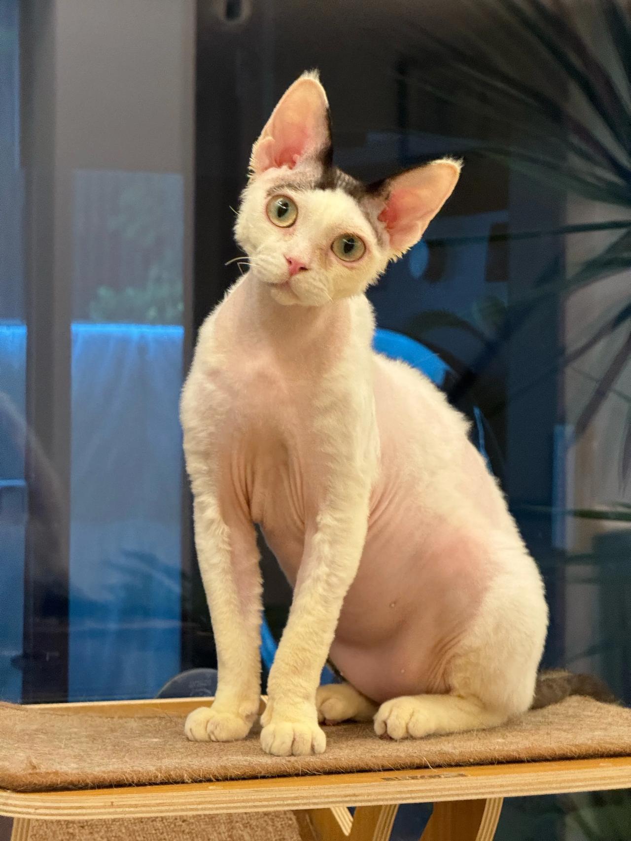 为了拍这六张清晰的照片，至少删掉了六十张模糊的！#萌宠# #猫咪#