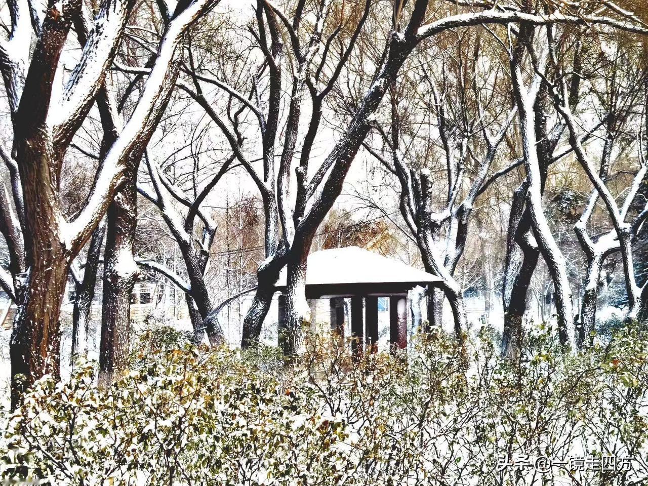 雪后长春牡丹园（供图：金鹰）