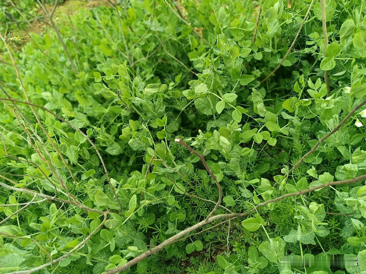 一直以为有钱的人，有大事业的人，一定幸福指数高。
朋友开了一家公司，去年又开了分