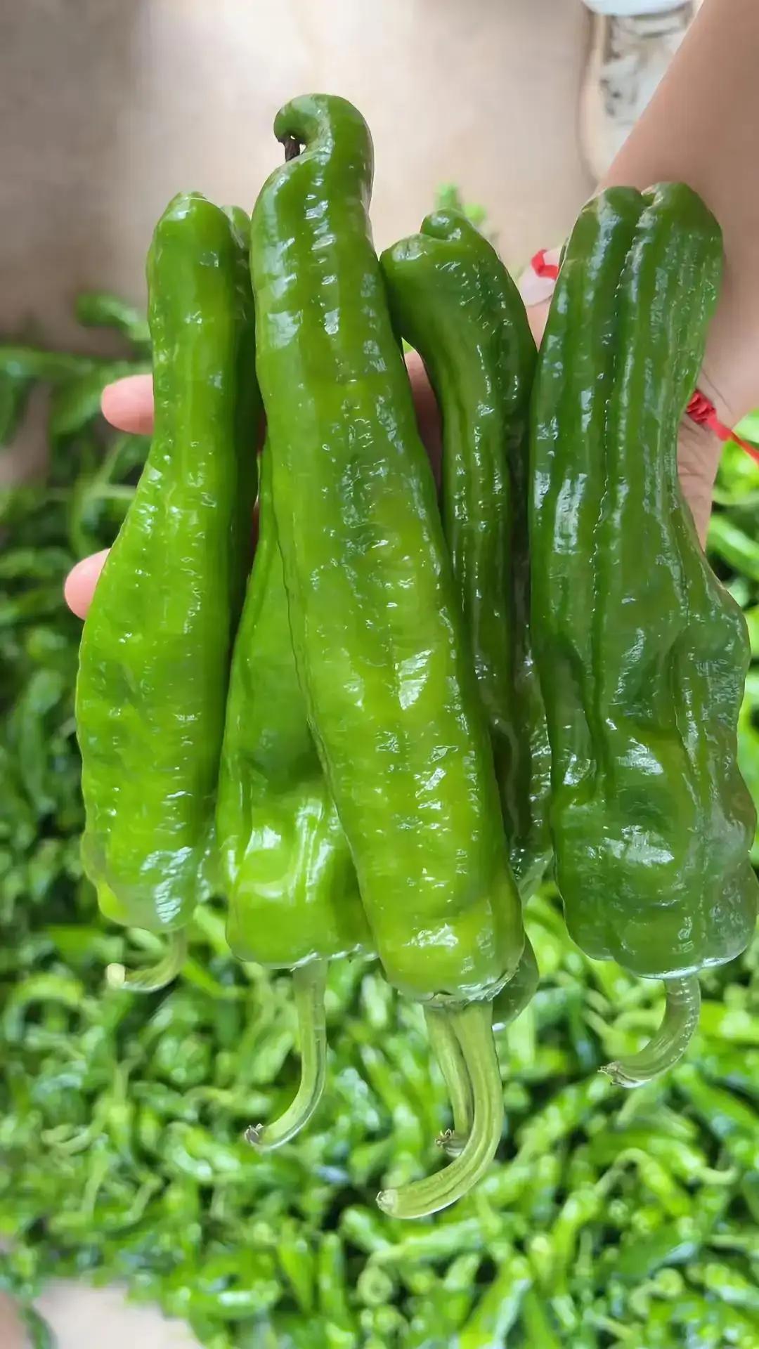 岁月如梭，光阴荏苒。在浩瀚的饮食江湖里，青椒与辣椒宛如一对性格迥异的孪生兄弟。青