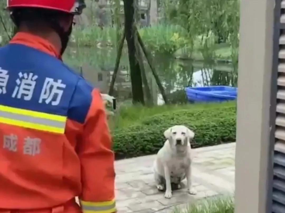 拉布拉多好“委屈”，袭击2山儿童的恶犬均已找到，一只罗威纳犬一只拉布拉多。


