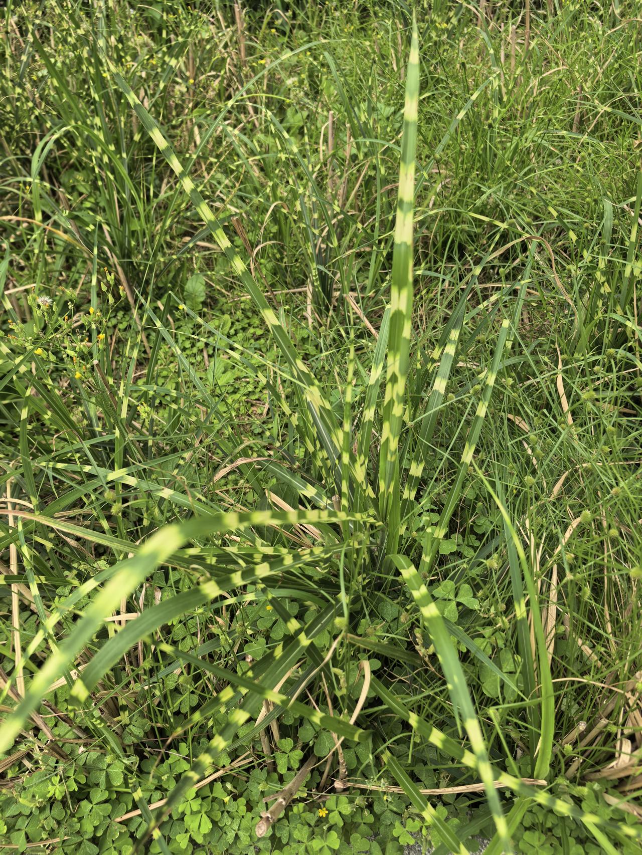 昨天去前海游玩，中午吃完饭在商场那的花园里，无意间看到了奇异的草，当时也没有停下