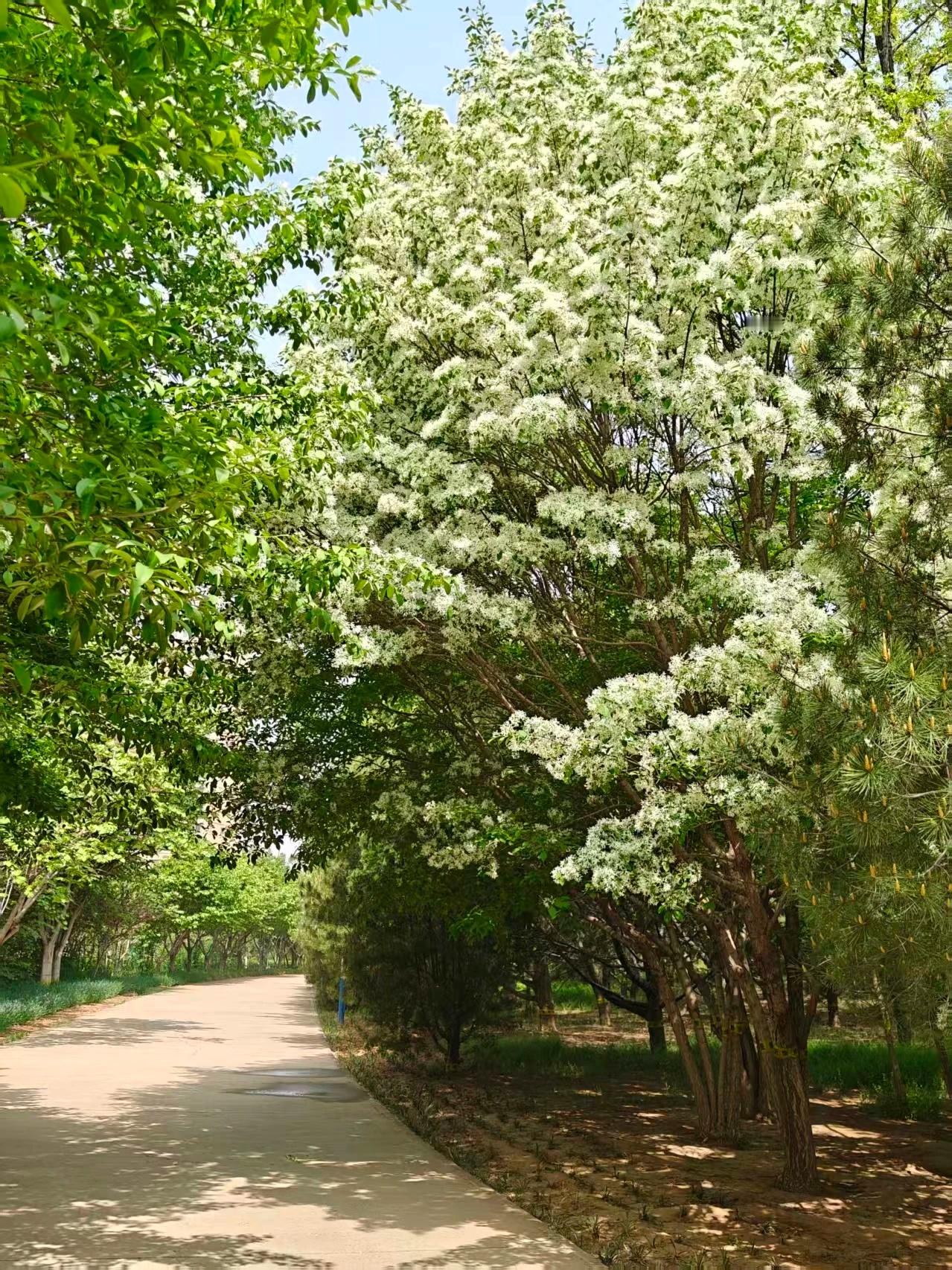 【石家庄秀水公园流苏花林迎来盛花期】当下，石家庄秀水公园内百花竞相绽放，近200