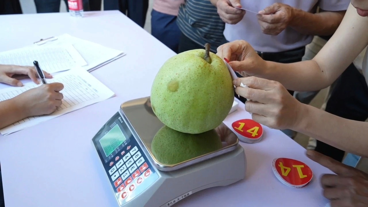 🍐🍐4.88斤，新一届“梨王”诞生！       云和雪梨是浙江省丽水市云和