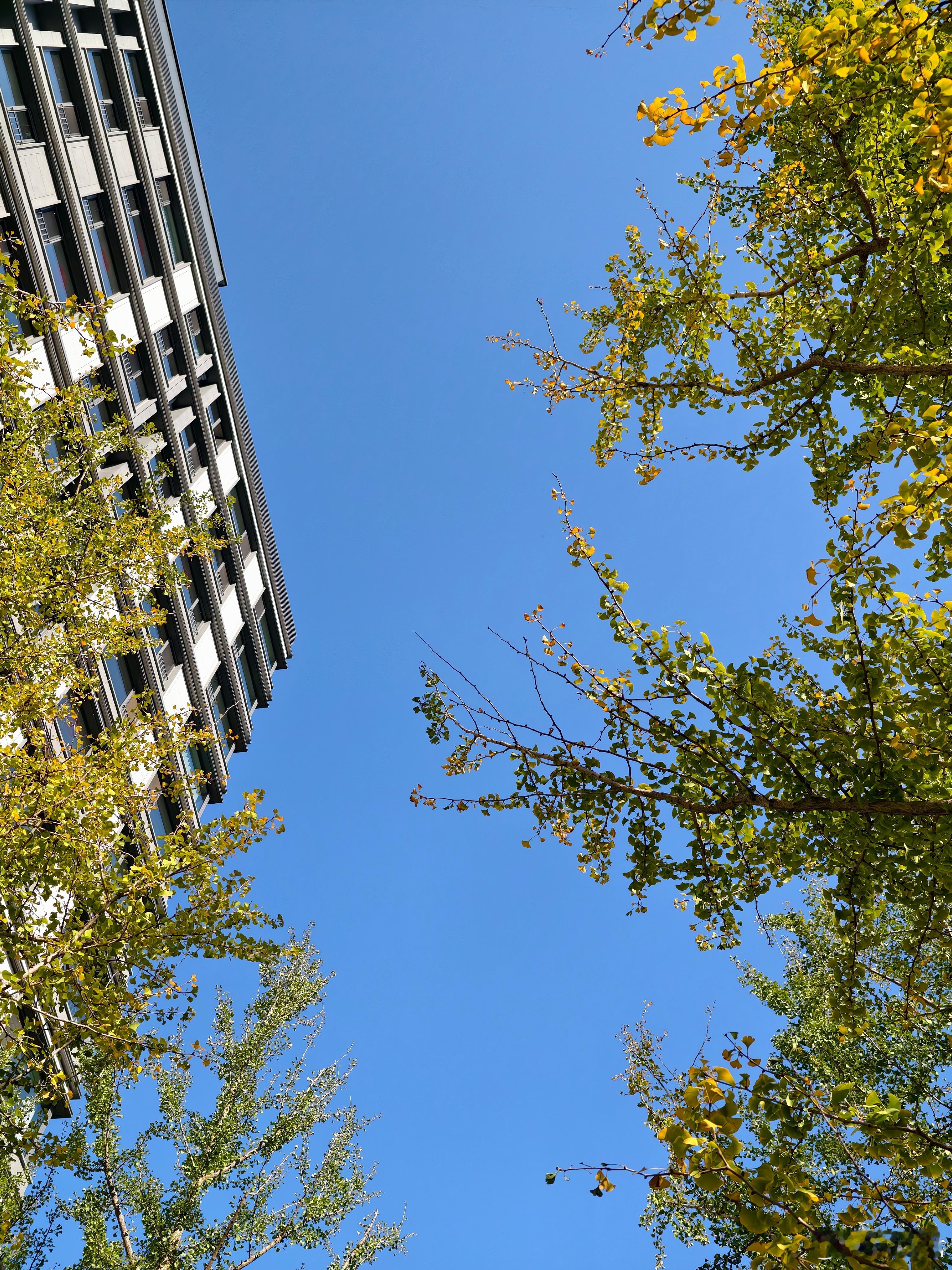 北京的秋天 ​​​