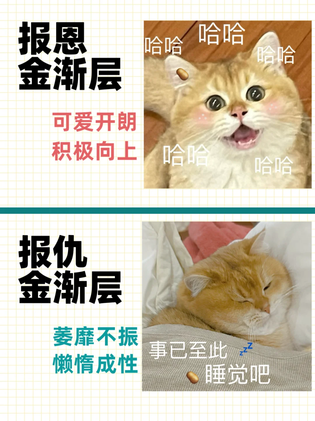 报恩🆚报仇，小猫咪还有两幅面孔呢！