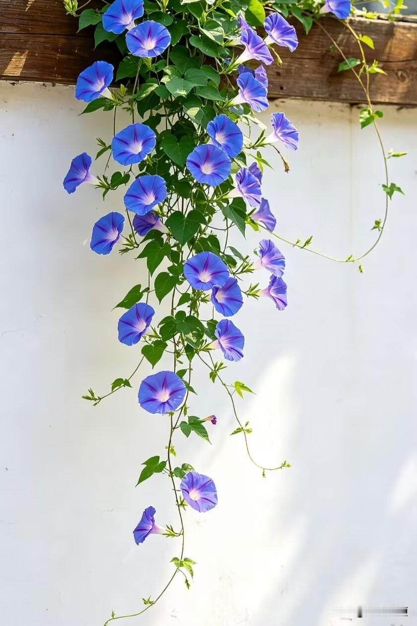 牵牛花。
我对它印象最深的是小时候，要是闹起了痢疾，家里老人就会摘来它的种子，放