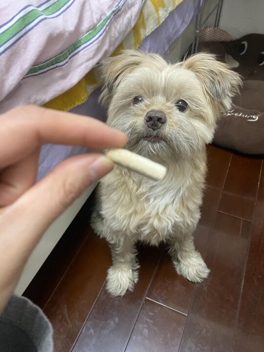 暂停看赖皮蛇🐍