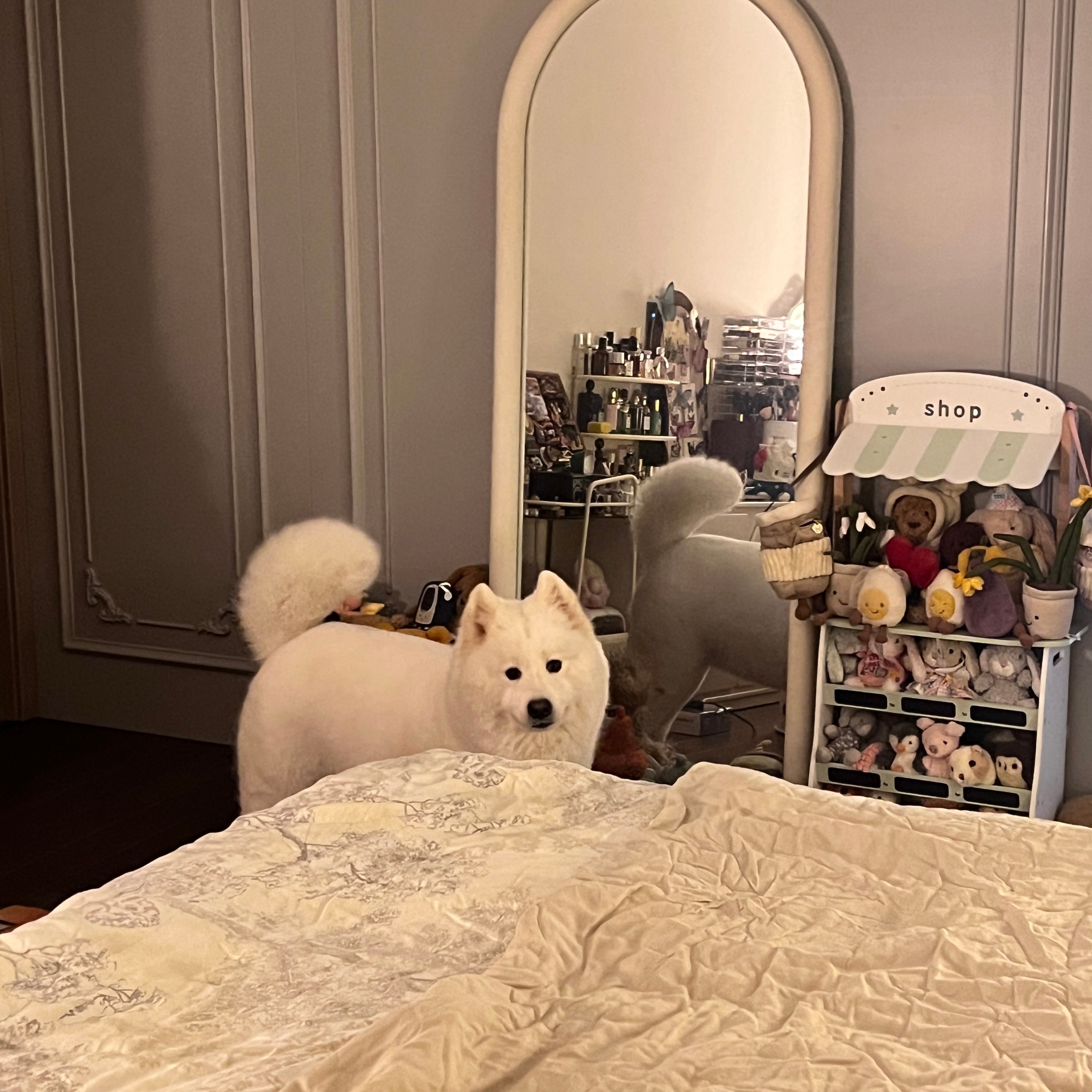 我们家狗真的很像个小朋友晚上我在吃宵夜他就眼巴巴盯着我 我就知道他肯定晚饭没有好