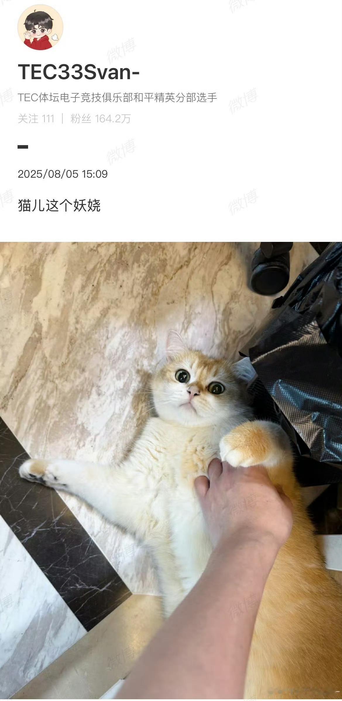 TEC33Svan-曾发布猫咪近照，配文"猫儿这个妖娆"。画面中猫咪仰卧在地，姿