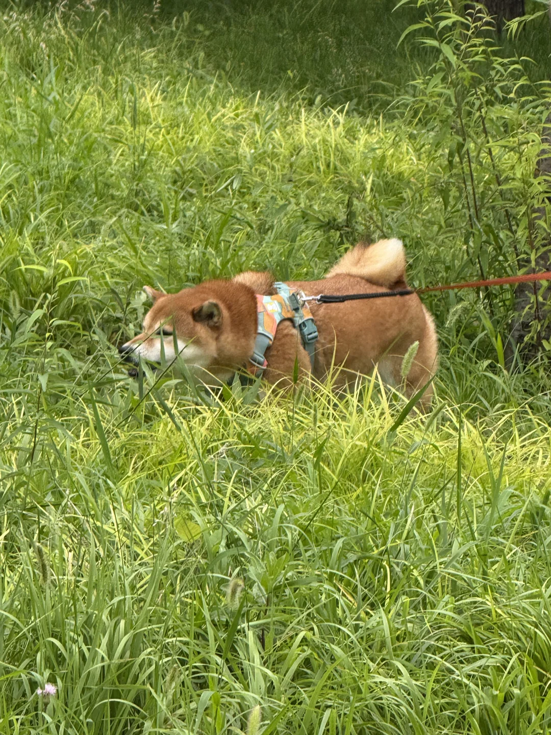 这是一只羊柴