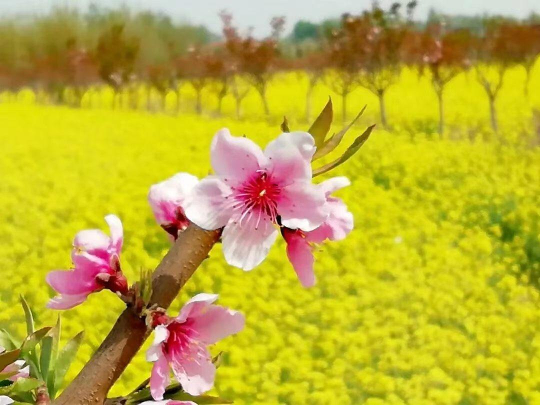 深林密莽之中，老虎作为百兽之王，即便身负重伤、体力衰微，寻常野兽也绝不敢贸然进犯