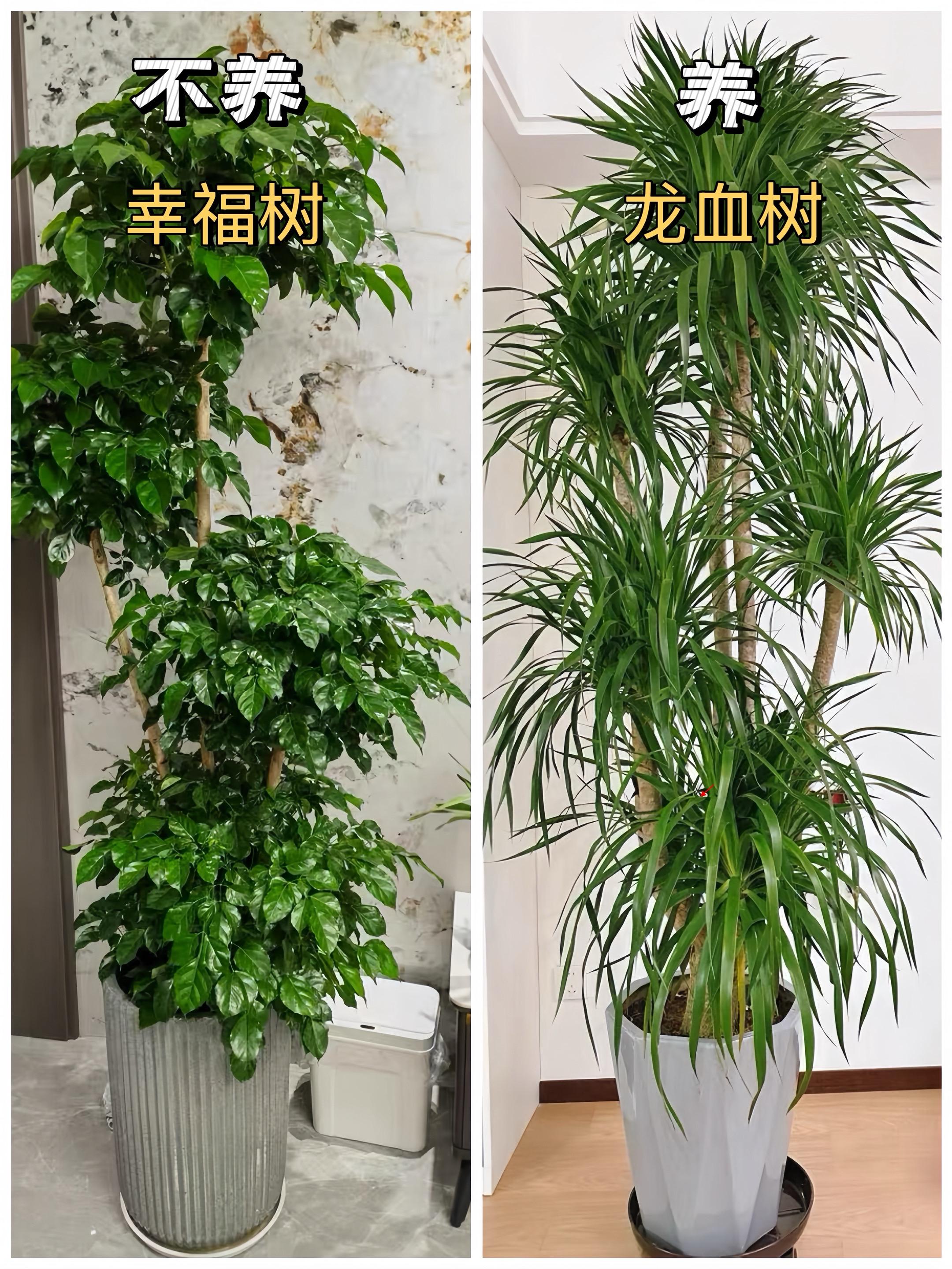 适合懒人养的室内绿植，好养易活不娇惯！