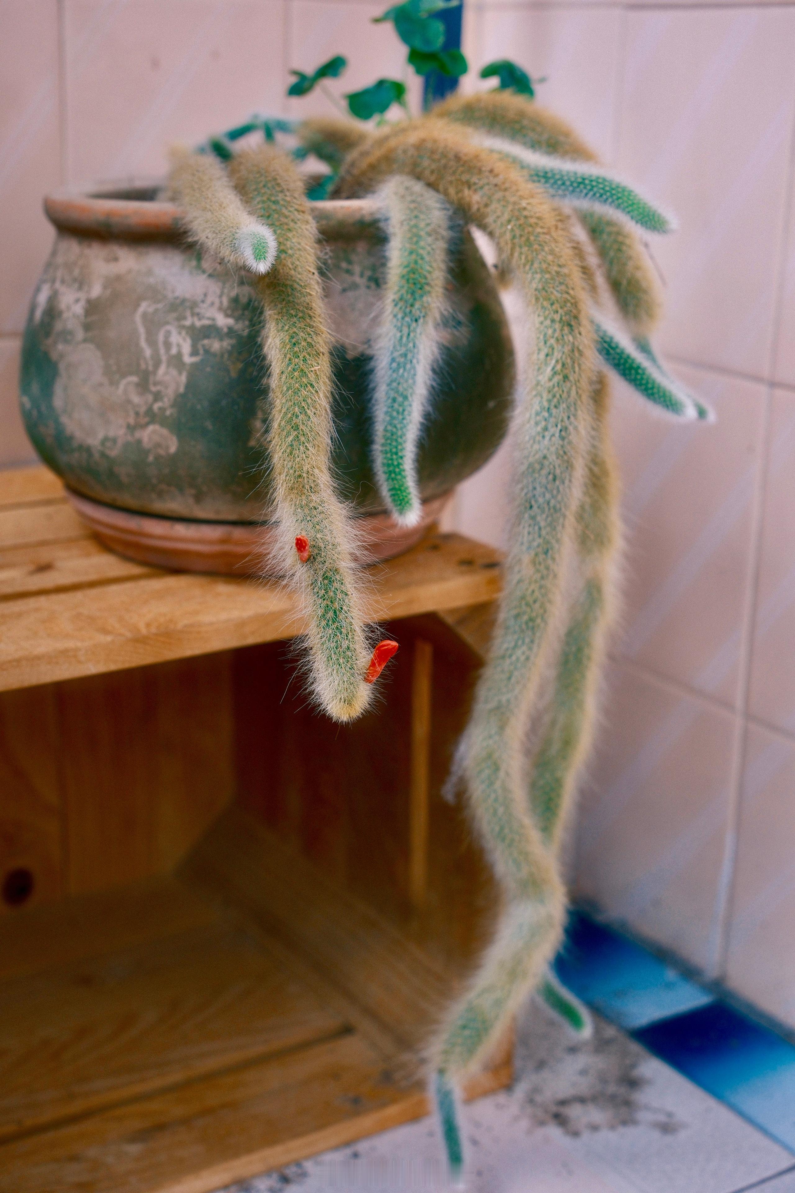 养了三年的猴尾柱，终于冒出花苞。历经三日，花开第一朵，像是给一截毛茸茸的尾巴，别