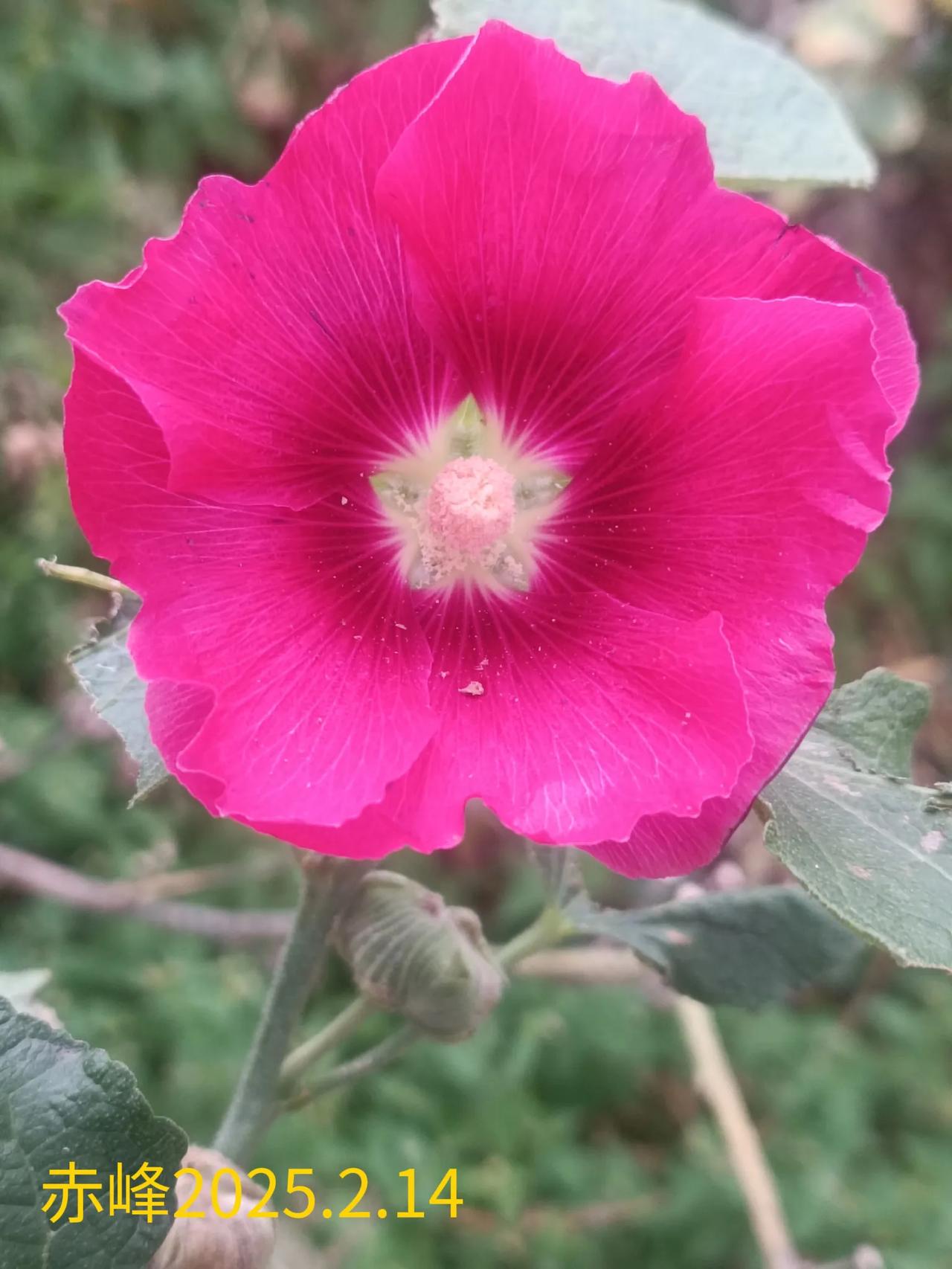 分享随手拍摄的花🌸路边随拍，鲜艳小花。