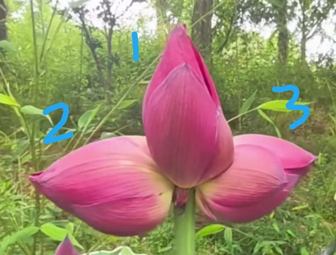三宝莲人工无法培育，罕见一株"三蒂莲"见者连日好事连连，回复：财源日日广进[玫瑰