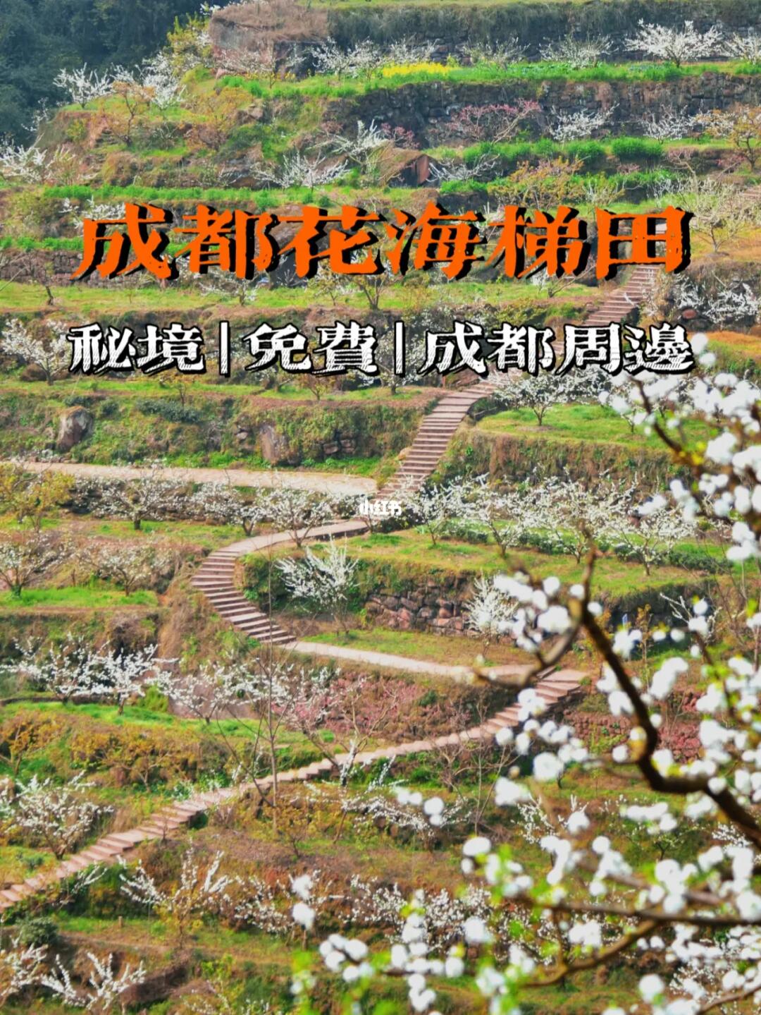 成都周边丨遗世秘境川版“花海梯田”