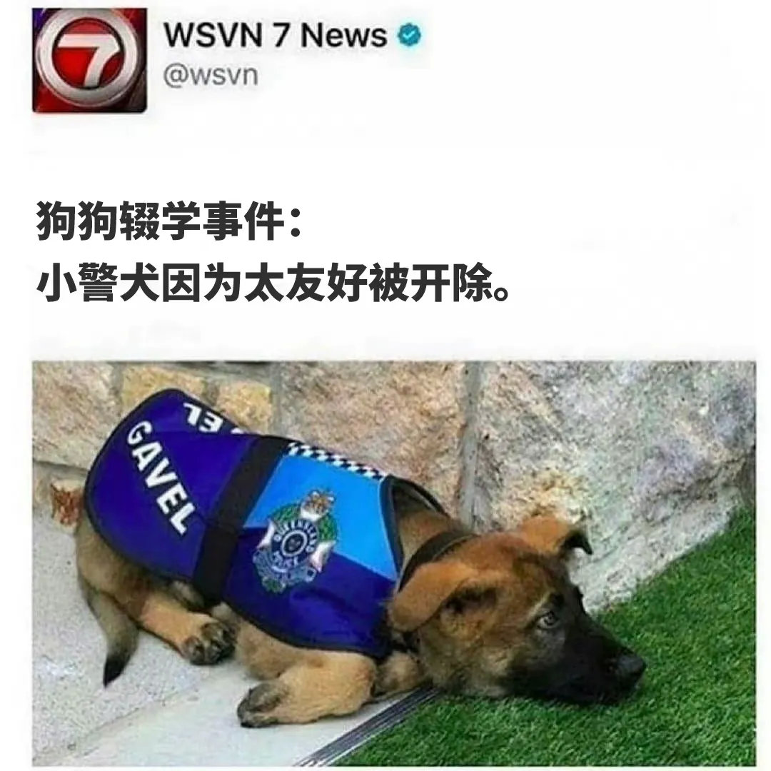 狗狗好委屈[快哭了]，当导盲犬不能有攻击性，当警犬不能太友好！