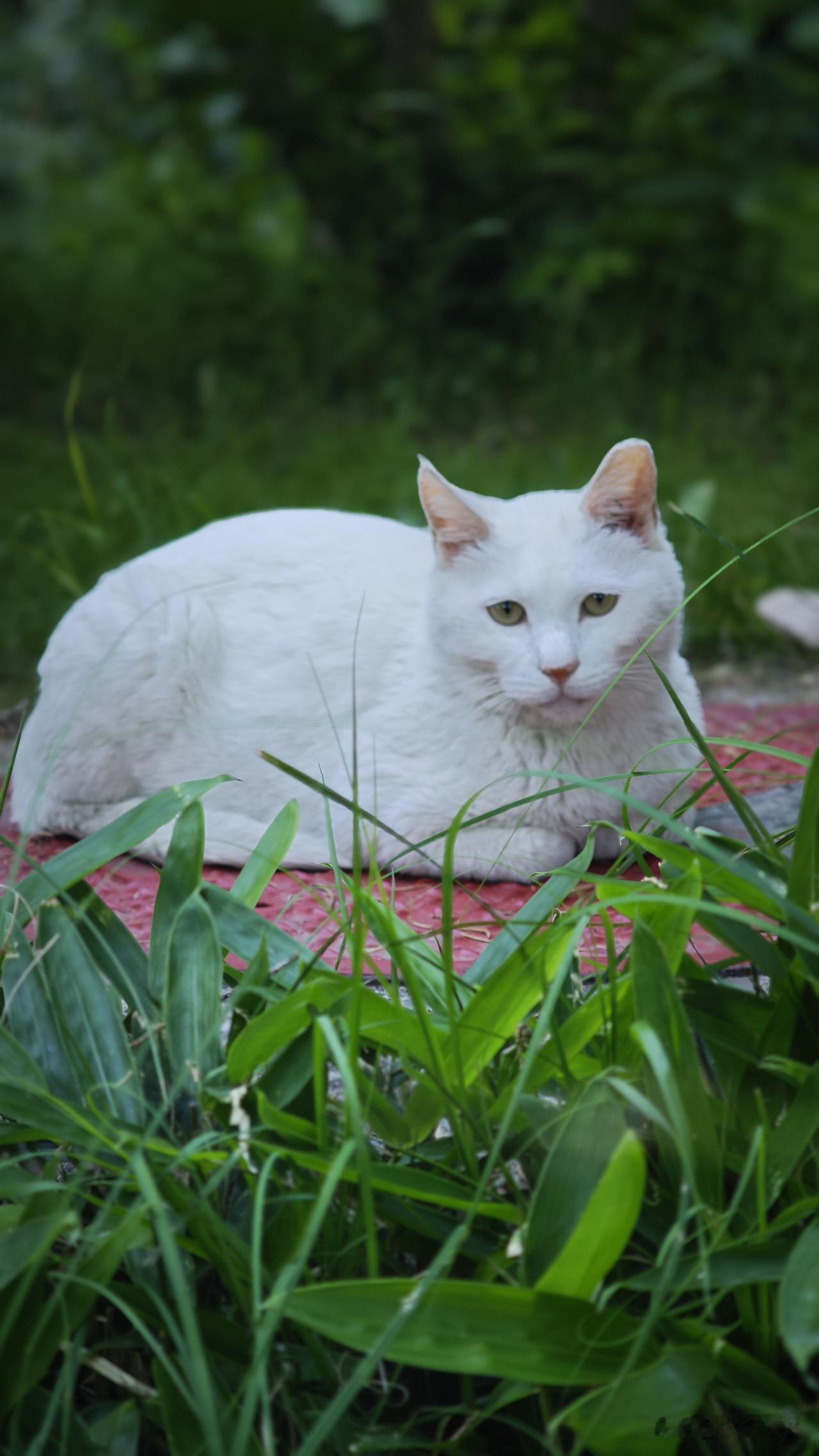 分享一张猫咪可爱的照片景山公园里的猫猫们，各个健康快乐！