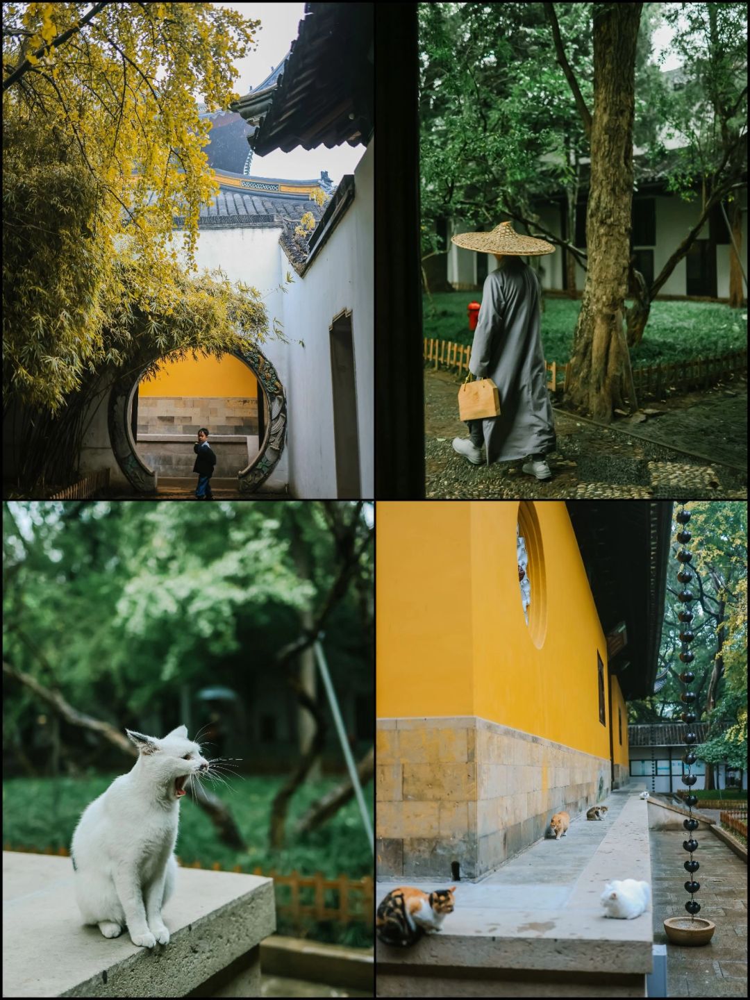 诗意姑苏｜接下来的西园寺，迎来zui美时刻