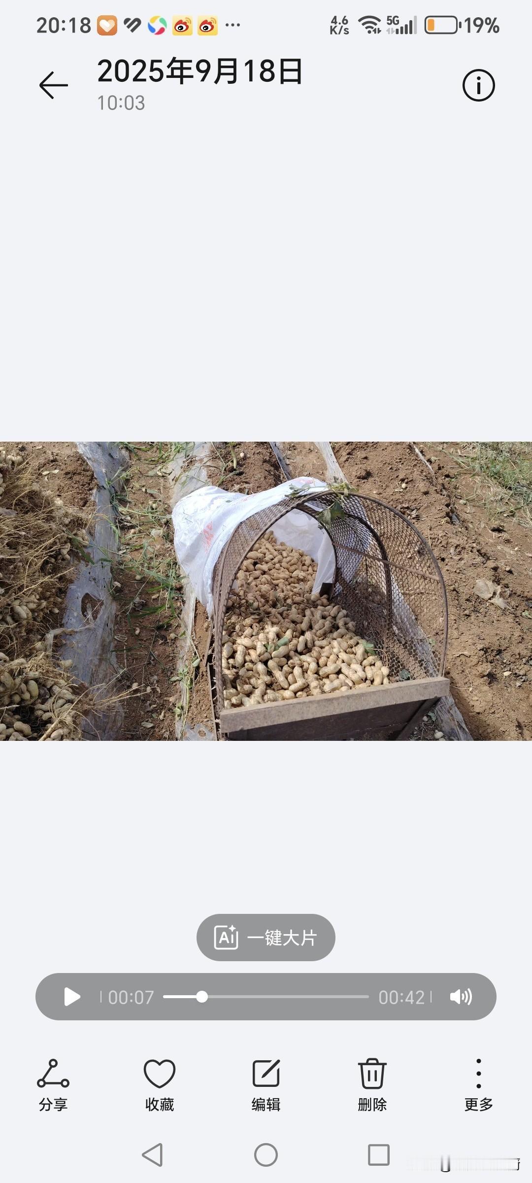 现在我们沂蒙山区，收花生还是这样的，地气好的话（土壤湿润），直接拔出来，如果土壤