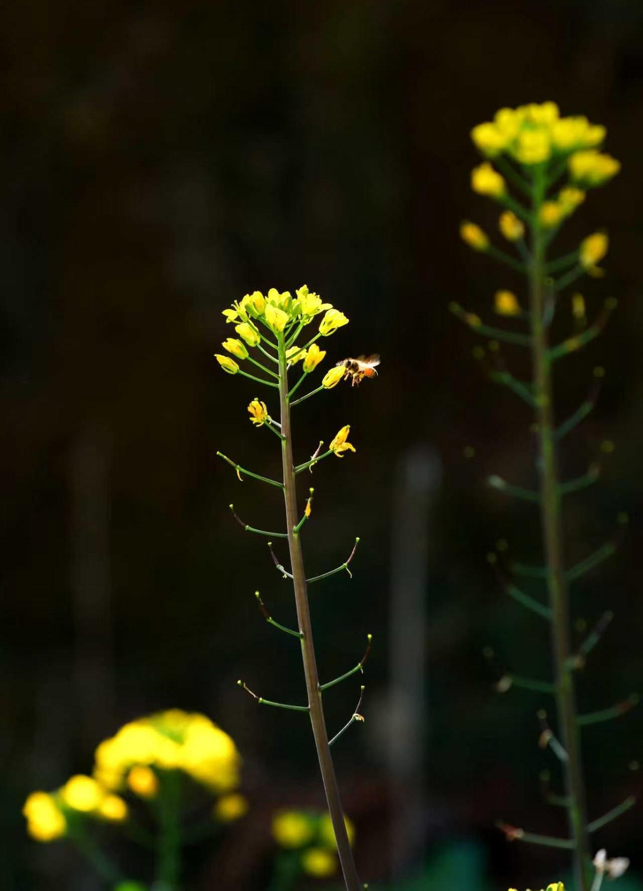 芳心暗许

陌上花开初动容
心随​槐月淡淡风
​金翼檀郎殷款曲
云鬓斜簪羞涩萌