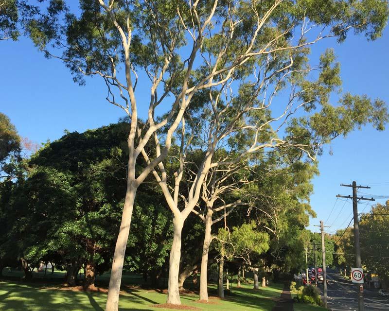 柠檬桉在园林绿化中如何应用？搭配原则是怎样的？

柠檬桉原产于澳大利亚。1890