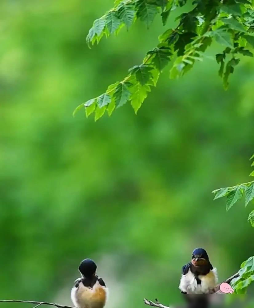 台北酒席刚摆上，张兰扭头飞米兰。那边亲家忙着抱孙，这边她直播间喊“别被蝲蝲蛄叫误