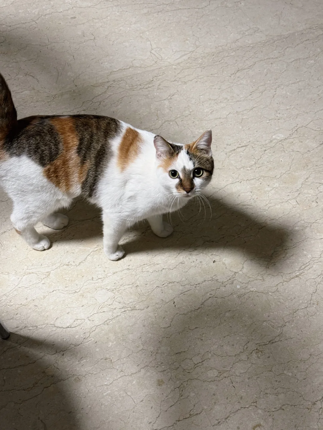 汤圆好可爱啊，喜欢跟猫猫玩，猫缘杠杠的！