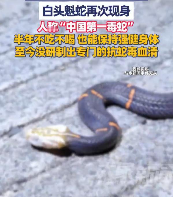【中国第一毒蛇白头魁再次现身】