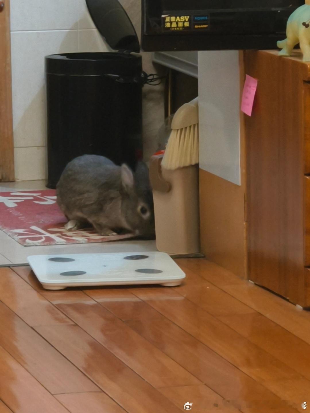 15037🐇【我不要开学】库存里的兔 ​​​