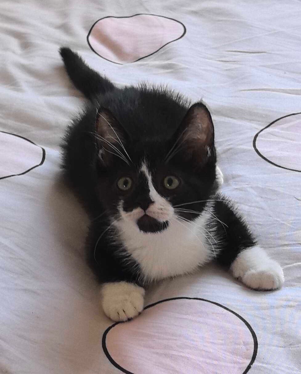 您要烧烤了吗？祝您烤出好成绩！daily奶牛猫 （投稿：）