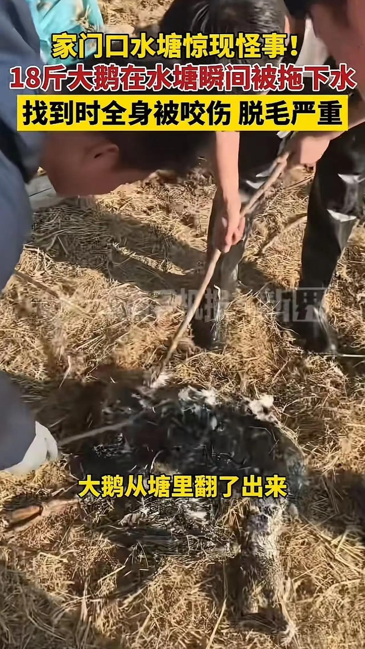这不是简单的文化差异，而是一场关乎规则与尊重的文明考题。当高铁车厢这个象征“中国