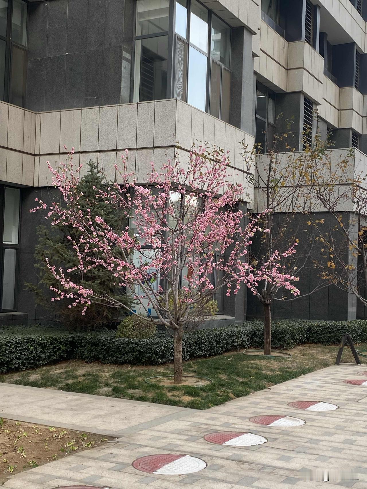 大连这特么真不是东北城市啊！这都马上12月份了，结果落叶树的叶子还没完全掉光，这